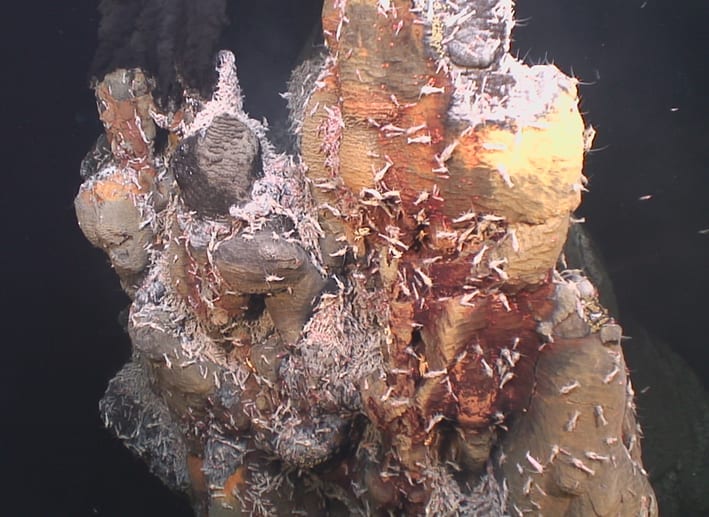 Hydrothermal vent fauna MAR