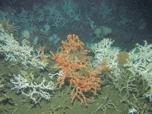 Angolan Corals1 Marum