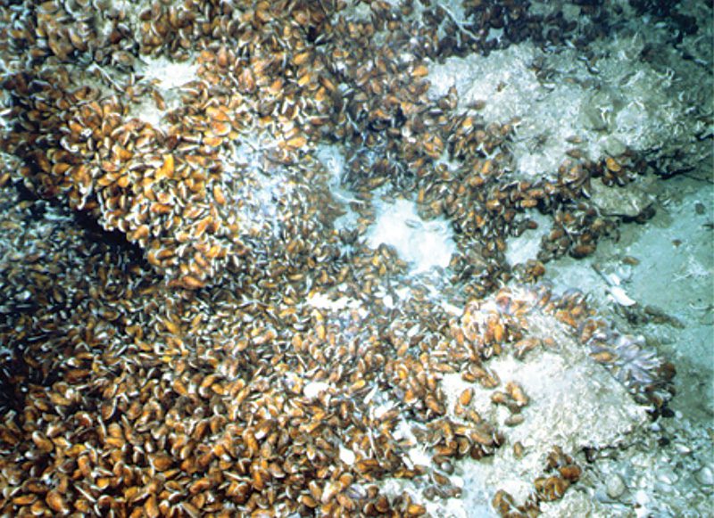 El Pilar Seep Mussels © Ifremer